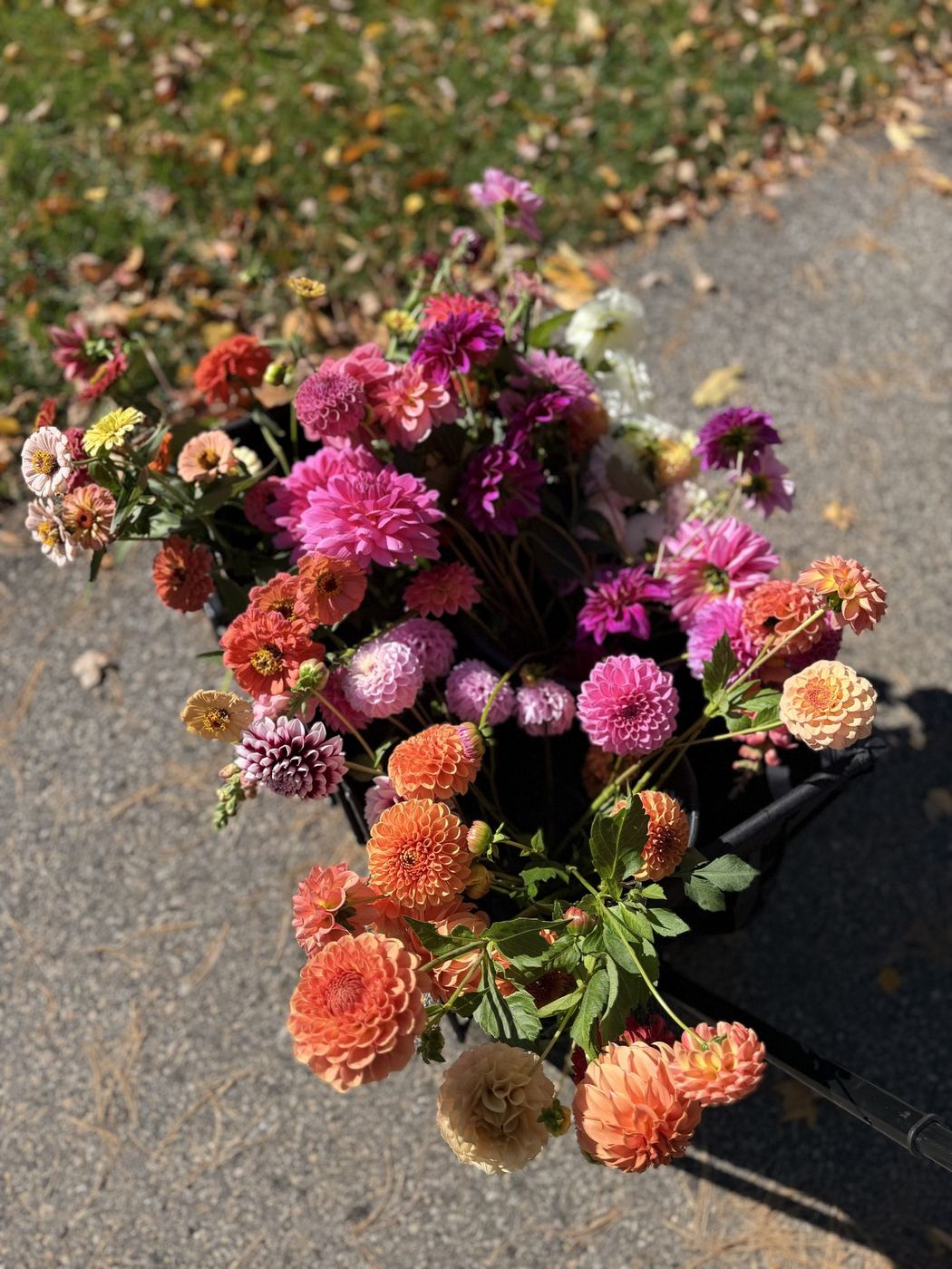 Buckets of fresh-cut dahlias carried across the field